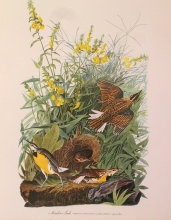 birds 04 - Meadow Lark
